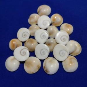 Gomti Chakra