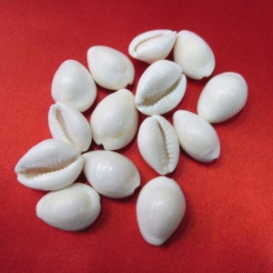 White Kaudi