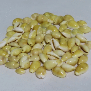 Yellow Kaudi